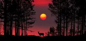 Die Silhouette eines Hirsches zeichnet sich vor dem Sonnenuntergang im Wald ab, unbeeindruckt vom anhaltenden Abgasskandal.